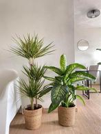 2 For 85- Dracena Sunray & Dieffenbachia Tropic Snow, Overige soorten, In pot, Minder dan 100 cm, Groene kamerplant