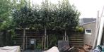 Leilinden 3 stuks, Tuin en Terras, Planten | Bomen, Ophalen, Leiboom, 250 tot 400 cm