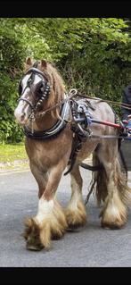 Prachtige Tinker Roan, Dieren en Toebehoren, Minder dan 160 cm, Ruin, Zadelmak, Recreatiepaard