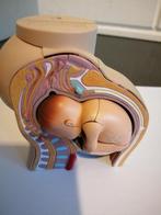 ANATOMISCH MODEL BABY VAN 9 MAANDEN IN BAARMOEDER 10X9 CM, Antiek en Kunst, Ophalen of Verzenden