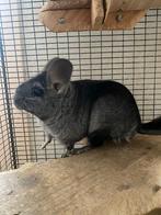 Chinchilla vrouwtje 5 jaar, Chinchilla, Vrouwelijk, Tam, September