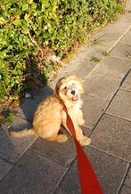 Goldendoodle puppy te koop, Dieren en Toebehoren, 15 weken tot 1 jaar, Overige rassen, Teef, CDV (hondenziekte)