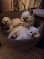 Ragdoll kittens gecertificeerde cattery Sourssi, Dieren en Toebehoren, Katten en Kittens | Raskatten | Langhaar, Meerdere dieren