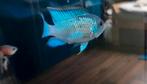 Electric blue acara, Vis, Zoetwatervis