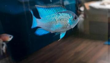 Electric blue acara beschikbaar voor biedingen