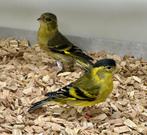 Baardsijs, Meerdere dieren