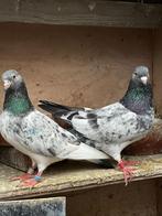 Pakistanse hoogvliegers Golden en Kamagar, Meerdere dieren