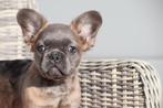 Franse buldog fluffy, 15 weken tot 1 jaar, Buitenland, Parvo, Bulldog