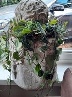 Twee bloempotten compleet met bal en plant, zijn erg zwaar., Ophalen, Rond, Aardewerk, Binnen