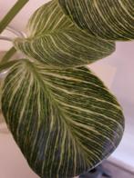 Stekjes van de Philodendron Birkin White Wave, Huis en Inrichting, Kamerplanten, Overige soorten, Minder dan 100 cm, Halfschaduw