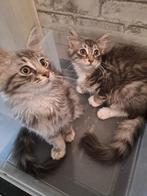 Maine coon kittens, Dieren en Toebehoren, Katten en Kittens | Raskatten | Langhaar, Meerdere dieren, Gechipt, 0 tot 2 jaar