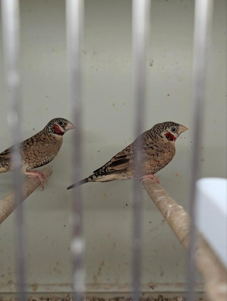 Bandvinken, Dieren en Toebehoren, Vogels | Overige Vogels, Mannelijk