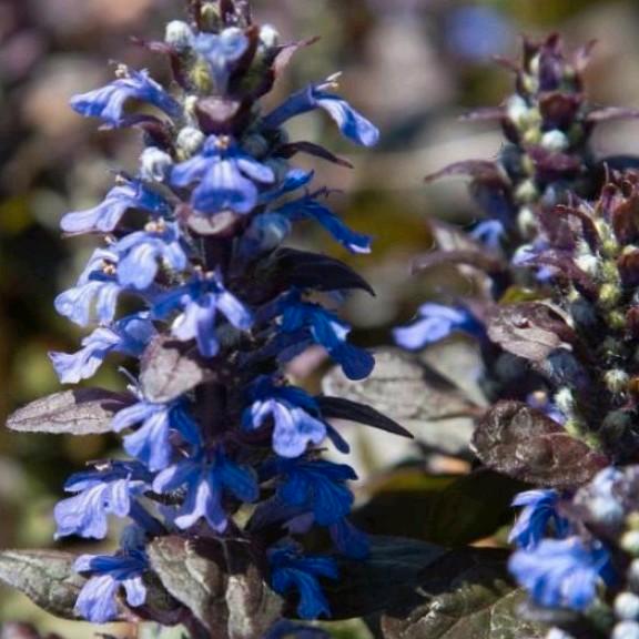 Ajuga reptans, Kruipend zenegroen, Tuin en Terras, Planten | Tuinplanten, Vaste plant, Bodembedekkers, Volle zon, Lente, Ophalen