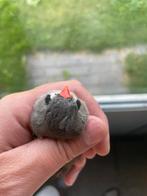 Grijze zebravinken, Dieren en Toebehoren, Vogels | Overige Vogels, Meerdere dieren, Tropenvogel