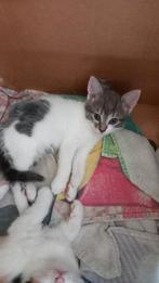 Grijs witte poesje, Dieren en Toebehoren, Katten en Kittens | Raskatten | Langhaar, Poes, Ontwormd, 0 tot 2 jaar