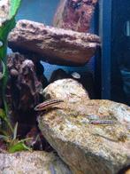 julidochromis marlieri jongen van wildvang koppel Tanganyika, Dieren en Toebehoren, Zoetwatervis, Vis