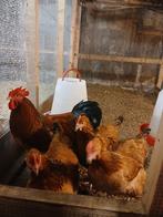 Broedeieren sussex buff columbia, Dieren en Toebehoren, Geslacht onbekend, Kip