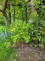Grote hortensia, Tuin en Terras, Minder dan 100 cm, Ophalen, Hortensia