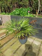 Palmboom 115cm hoog excl. pot, Tuin en Terras, Planten | Tuinplanten, Overige soorten, Ophalen, Bloeit niet, Volle zon