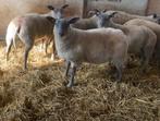 Ramlammeren en ooilammeren rouge x blue Zwoegervrij, Dieren en Toebehoren, Schapen, Geiten en Varkens, Meerdere dieren, Schaap