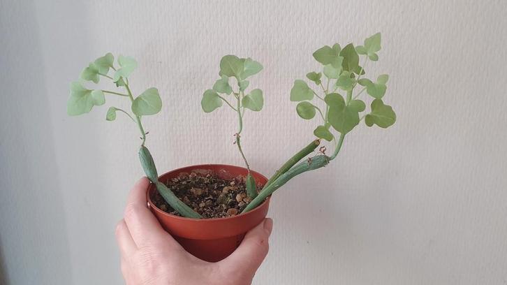 Senecio Articulatus Candle Plant vetplant succulent, Huis en Inrichting, Kamerplanten, Minder dan 100 cm, Groene kamerplant, Volle zon