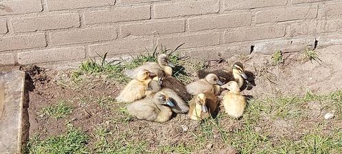 Pulletjes Indische loopeend, Dieren en Toebehoren, Pluimvee, Eend, Meerdere dieren