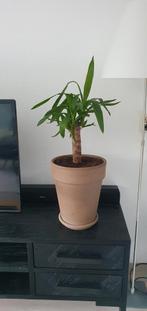 Twee hoge potten, schotels Yuka en Philodendron, Verzenden, Overige soorten, Minder dan 100 cm