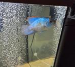 Acara electric blue vis tussen 10 en 12 cm, Dieren en Toebehoren, Vis