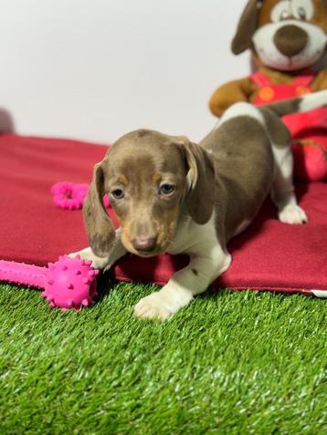 Teckel dwergteckel pups beschikbaar voor biedingen