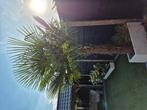 Waaier palmboom, Tuin en Terras, Ophalen of Verzenden, Volle zon, Palmboom