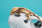 Male crested gecko tricolor (wimpergekko) Great genetics!, Dieren en Toebehoren, Hagedis