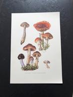 10 prenten soorten paddestoelen 19x 27 cm samen 20 euro, Antiek en Kunst, Natuur en Biologie, Ophalen of Verzenden