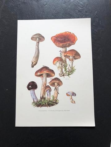 10 prenten soorten paddestoelen 19x 27 cm samen 20 euro