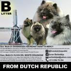 Keeshond wolfsgrijs top breed voor de hondenshows, Dieren en Toebehoren, Honden | Poolhonden, Keeshonden en Oertypen, Keeshond