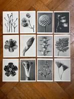 Plantstudie 2 – 12 wandkunstkaarten A6, Info@olphy.nl, Ophalen of Verzenden, Nvt, Nieuw