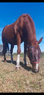 Merrie, Merrie, Recreatiepaard