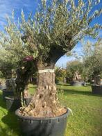 Stoere oude olijfboom , sfeervol mediteraanse sfeer NR:BA38, 100 tot 250 cm, Olijfboom, Zomer, Ophalen