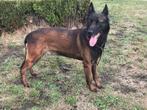 Mechelse herder reu afgerichte politiehond & bewakingshond, Dieren en Toebehoren, Honden | Herdershonden en Veedrijvers, Parvo