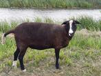 zwartbles fokooi, ooi, Dieren en Toebehoren, Vrouwelijk, Schaap, 3 tot 5 jaar
