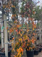 Sycoparrotia Semidecidua, IJzer hout, exclusief soort !!!, Bloeit niet, Overige soorten, 100 tot 250 cm, Ophalen