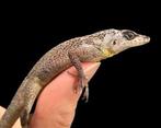 Anolis majolgris koppel, Dieren en Toebehoren, Slang
