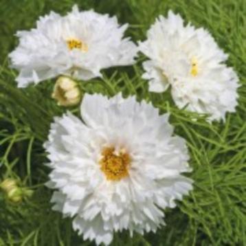 Zaden Cosmos Snowpuff beschikbaar voor biedingen