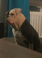 Oppas gezocht, Dieren en Toebehoren, 6 jaar of ouder, Teef, Bulldog, Eén hond