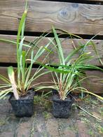 Leliegras (Liriope) P9, Ophalen, Volle zon, Vaste plant, Siergrassen