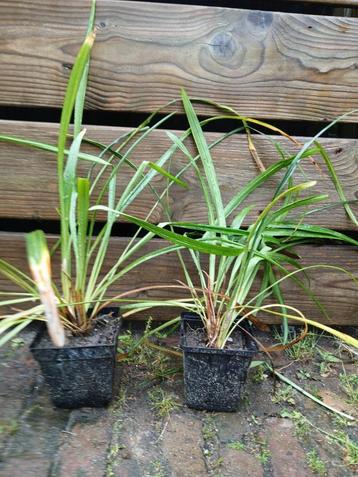 Leliegras (Liriope) P9 beschikbaar voor biedingen