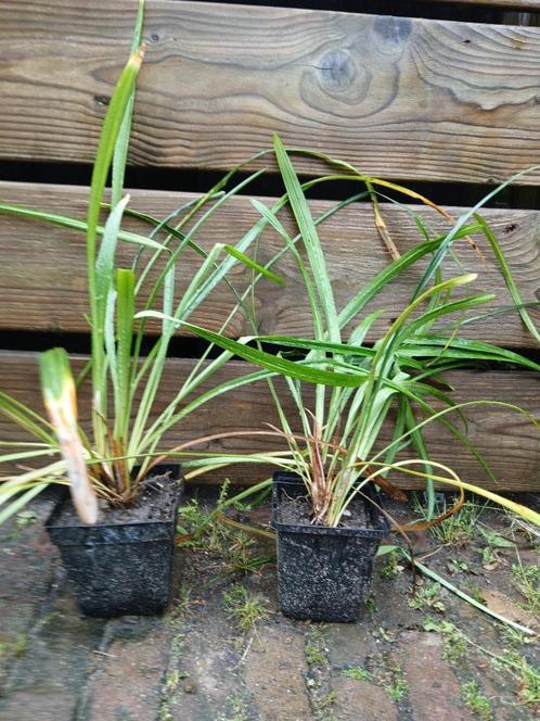 Leliegras (Liriope) P9, Tuin en Terras, Planten | Tuinplanten, Vaste plant, Siergrassen, Volle zon, Zomer, Ophalen