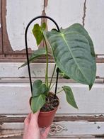 Anthurium Veitchii p12, Ophalen of Verzenden, Halfschaduw, Minder dan 100 cm