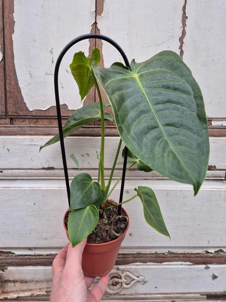 Anthurium Veitchii p12, Huis en Inrichting, Kamerplanten, Minder dan 100 cm, Halfschaduw, Ophalen of Verzenden