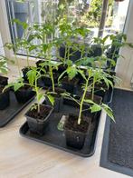 Tomaten stekjes, Ophalen, Volle zon, Groenteplanten, Eenjarig