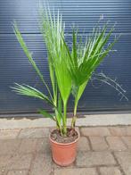 Washingtonia Robusta - Mexicaanse Waaierpalm H: 75 cm., Tuin en Terras, Planten | Tuinplanten, Volle zon, Vaste plant, Bloeit niet